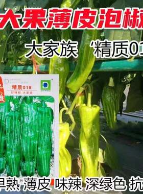 江西大家族精质019辣椒种子薄皮大果味辣抗病高产南北方春秋栽培