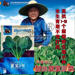 夏2号抗热菜种菠子丹麦WSL进口优质高产耐圆热耐抽苔叶宝菠菜夏秋
