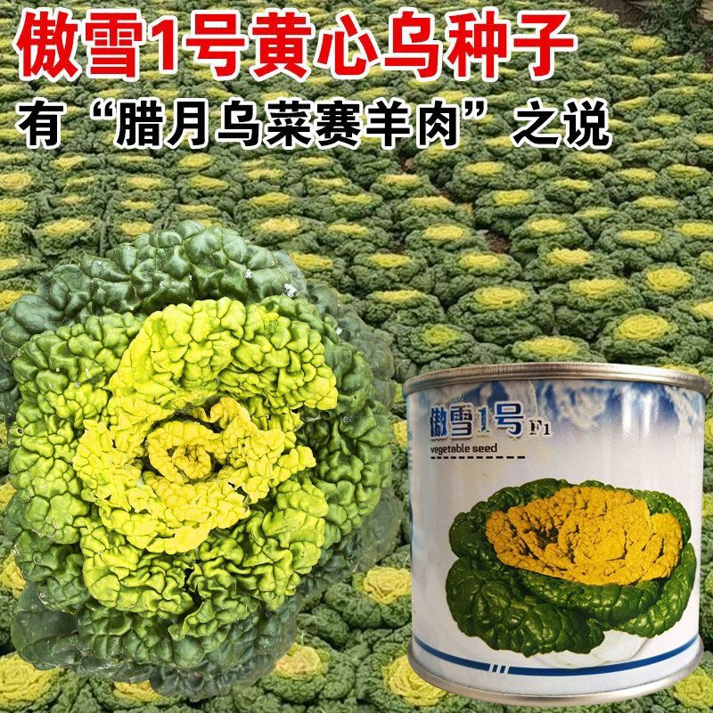 傲雪1号黄心乌乌塌菜种子菊花心种孑耐寒秋冬菜奶油小白菜秋冬季