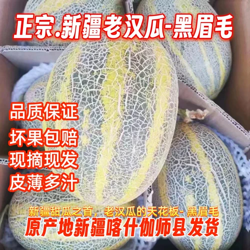 Синьцзян Специализированный старик дыня циасексин черные бровей гаши дыня свежие фрукты беременные женщины здоровые фрукты дыни дыни дыни.
