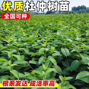 杜仲树苗药材种植苗四季药用中草药连翘酸枣庭院盆栽地栽果树果苗