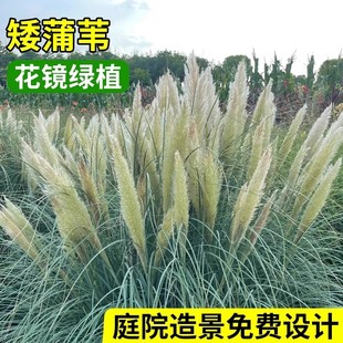 矮蒲苇草庭院绿化造景绿植花镜绿植四季常青盆栽耐寒耐热芦苇草苗