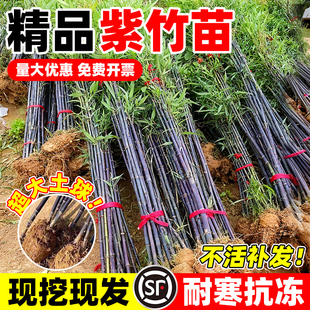 紫竹苗不去头庭院室外四季常青绿植矮化金镶玉竹苗耐寒耐旱竹子苗