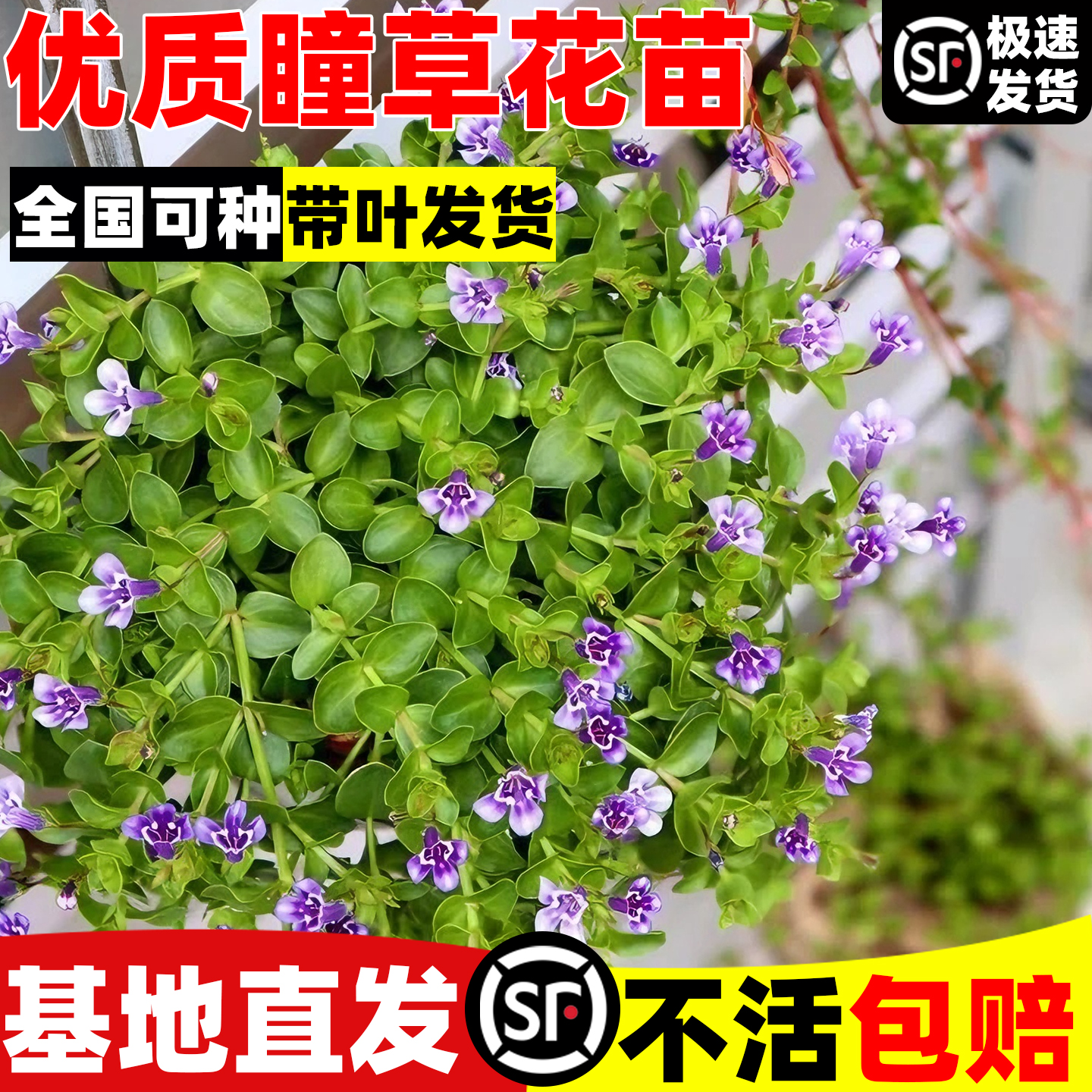 瞳草盆栽天使之泪草本石缝庭院