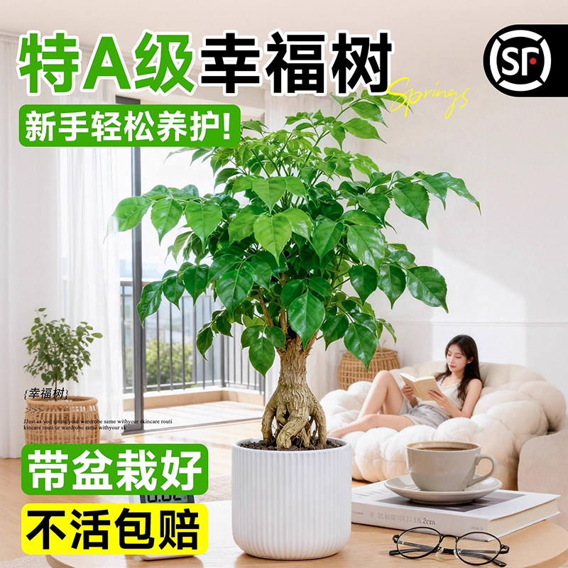 幸福树绿植盆栽室内植物平安树绿