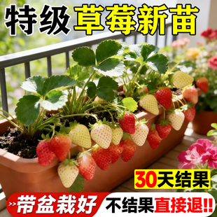 草莓苗盆栽秧苗丹东99新苗秧四季结果奶油玄玉优质脱毒种苗大果苗
