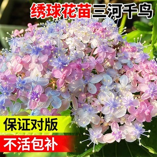 绣球花苗新三河千鸟花好养的花卉植物室内庭院四季花盆栽易养活树