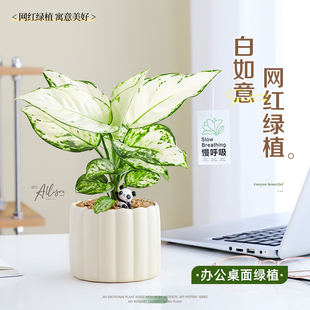 白如意小盆栽绿植新手好养皇后吉利红办公室内工位高级感四季常青