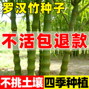 罗汉竹种子青竹子苗四季常青黄金竹巨龙竹庭院景观矮生佛肚竹盆栽