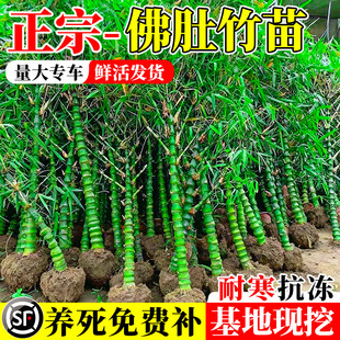 佛肚竹苗盆栽庭院绿化造景观赏竹苗带土黄金竹罗汉竹子苗四季常青