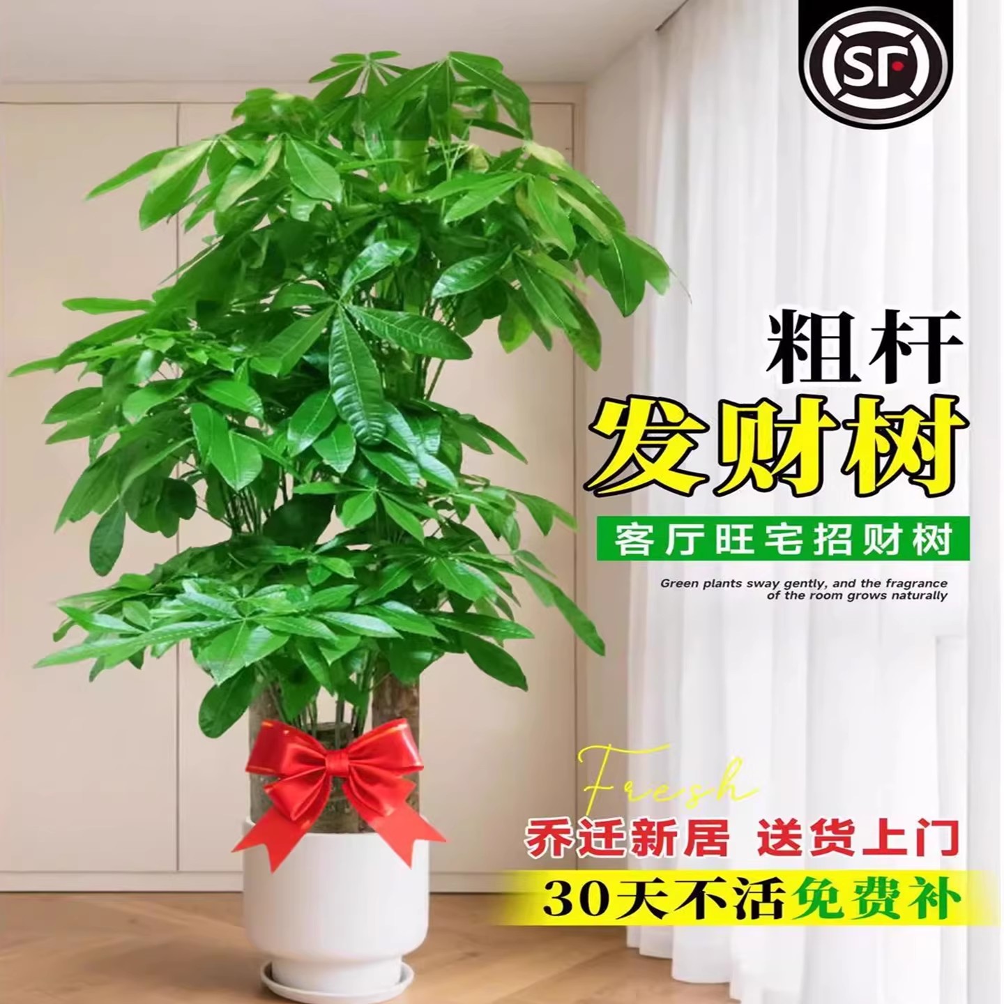 发财树步步高三杆客厅盆栽室内大