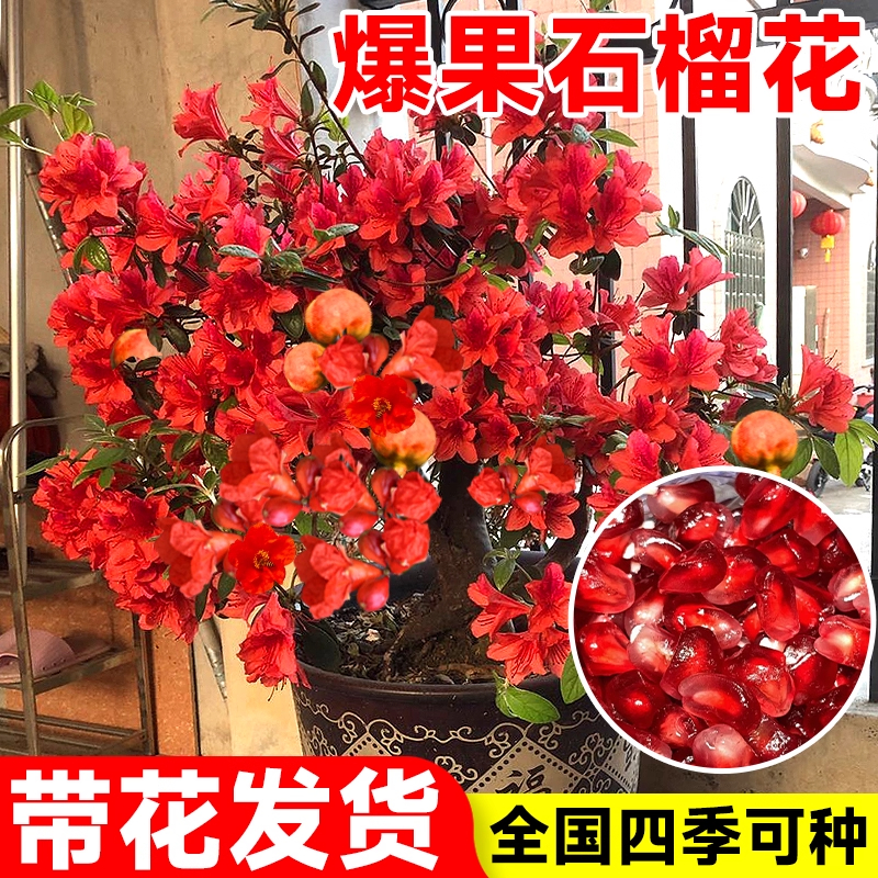 石榴花盆栽观赏老桩食用牡丹石榴