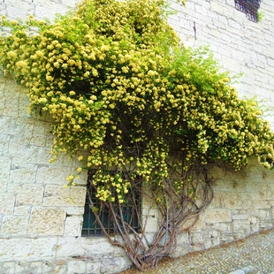 黄木香花苗爬藤四季 开花红白木香花大苗盆栽树苗室内浓香庭院花卉