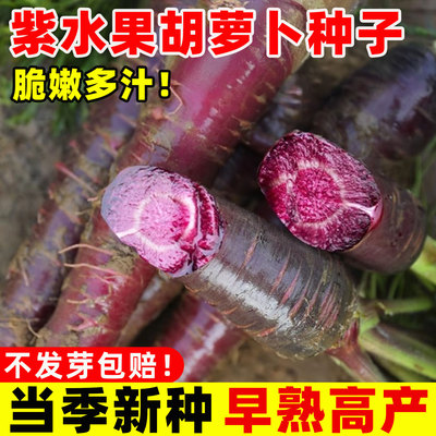 紫水果胡萝卜种子花青素满精选优