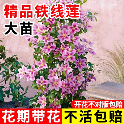 正宗铁线莲大苗盆栽乌托邦爬藤薄