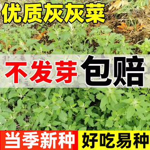 灰灰菜种子野生山野菜灰条菜种籽早熟抗病高产农家庭院蔬菜种植籽