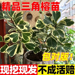 心叶榕锦叶植物花叶三角榕花叶绿植耐阴植室内绿植盆栽物心形叶子