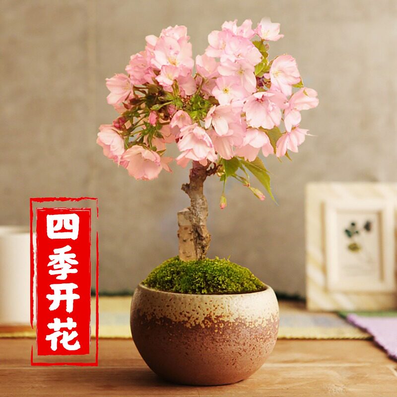 樱花盆栽花卉植物室内外老桩迷你微盆景绿植四季开花不断樱花树苗