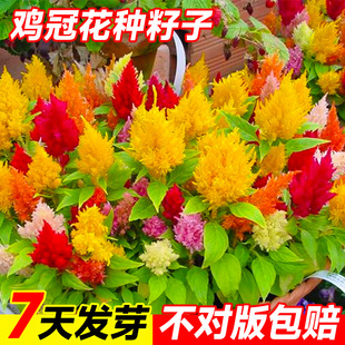 鸡冠花种籽子凤尾花苗盆栽网红草庭院室外好养活四季播种开花种子