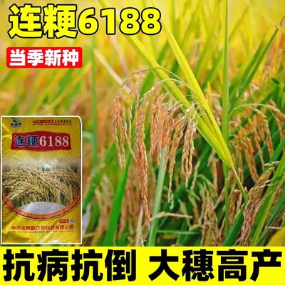 连粳6188水稻谷种籽抗病大穗常规