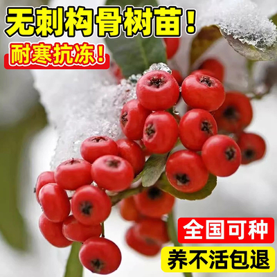 有刺枸骨树苗庭院园林绿化造型无