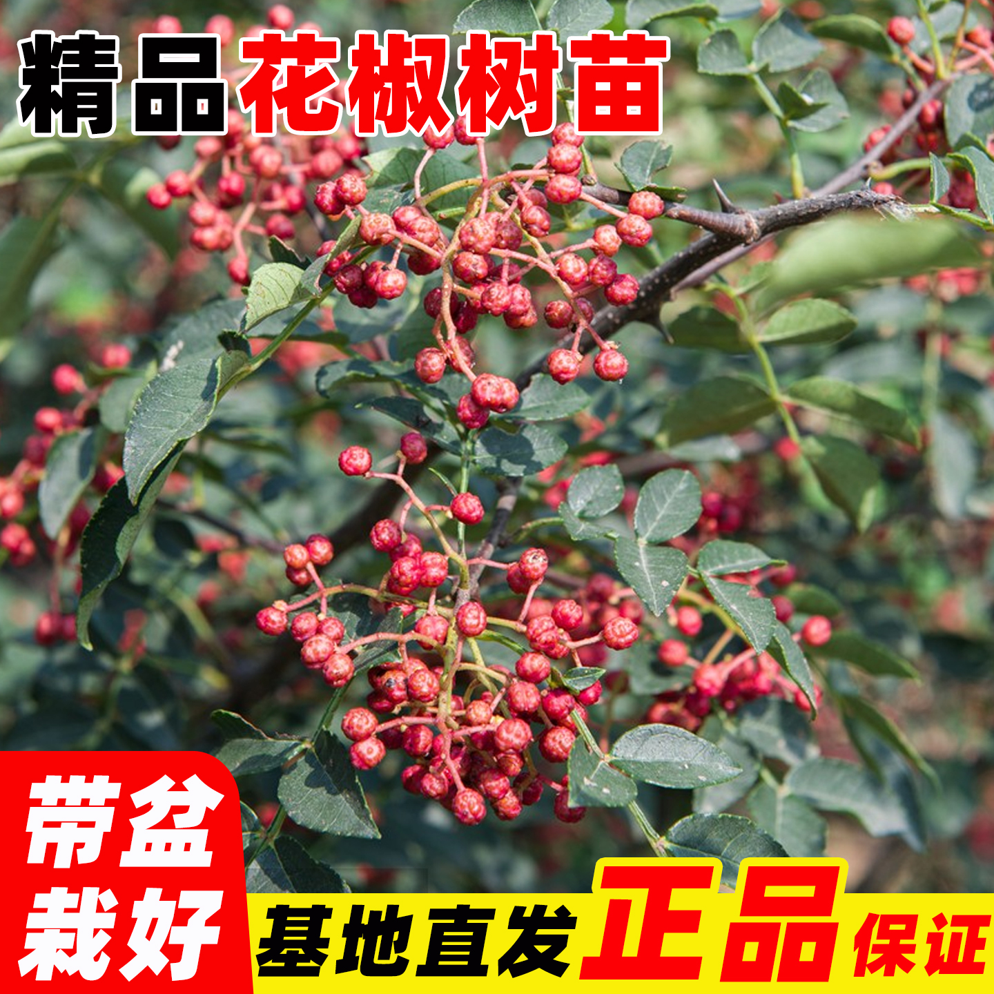 精品花椒树苗有刺多年生青花椒大