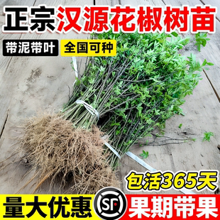 花椒树大苗食用盆栽地栽四川大红袍花椒苗青花椒南北种植当年结果