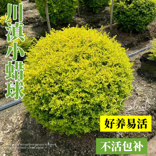 川滇小蜡球形塔形绿化花镜植物造型四季常青别墅庭院棒棒糖树苗球