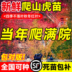 爬山虎爬藤植物树苗盆栽大全四季常青不落叶适合庭院易活花卉绿植