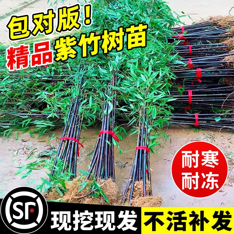 紫竹树苗竹子佛肚竹黄金竹绿植实心带土耐寒庭院室外观赏盆栽地栽