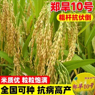 郑旱10号旱稻种子圆粒高产山地丘陵旱地直播常规稻谷水稻旱谷种籽