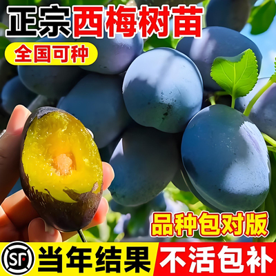 南北方适种西梅树嫁接苗室内外庭