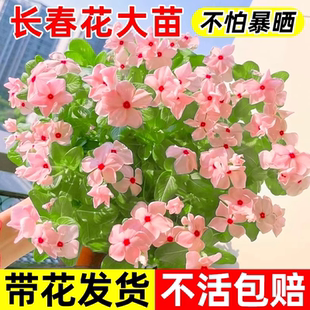 长春花盆栽花苗室内花带花苞阳台四季易活卉植物高温暴晒推荐种植