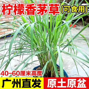 香茅草苗盆栽可食用柠檬香草新鲜香料迷迭香薄荷室内阳台驱蚊植物