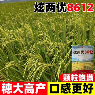炫两优8612水稻种糯谷种稻谷籽种泰国香米旱稻种子旱谷香米旱稻籽