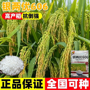 银两优606水稻种籽杂交大穗可留种苗早稻超高产种子一级长粒香米