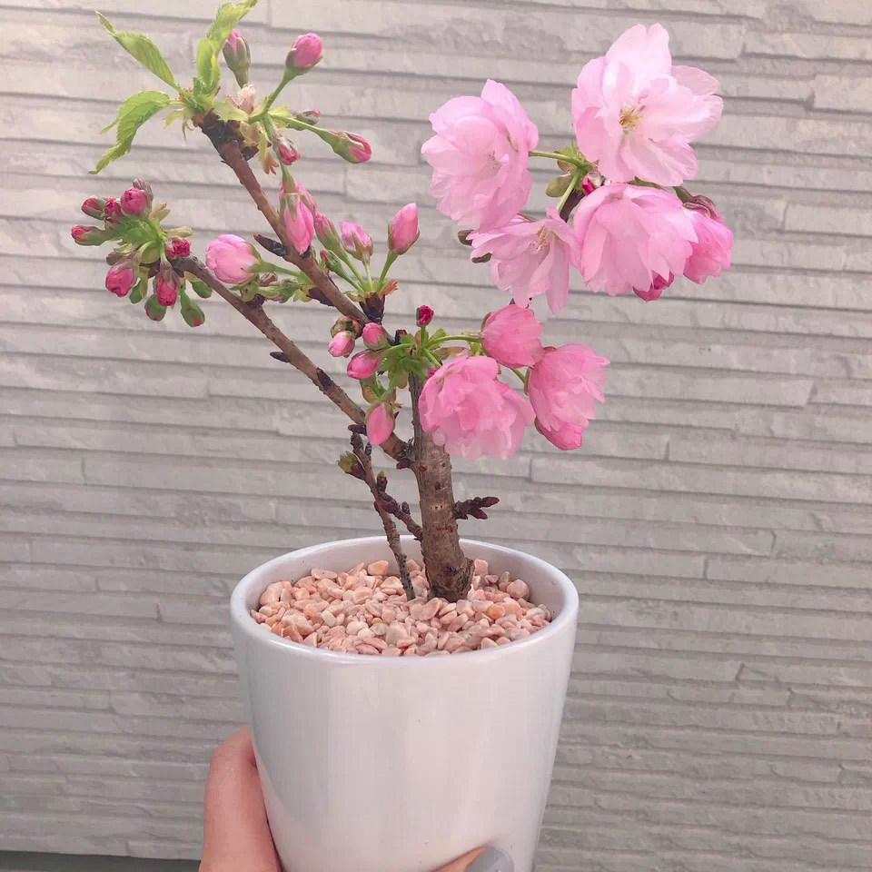 樱花盆栽花卉植物室内外老桩迷你微盆景绿植四季开花不断樱花树苗