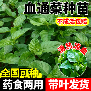 血通菜苗铁打草盗偷草绿线叶苗宽叶十万错苗四季野菜当季火锅蔬菜