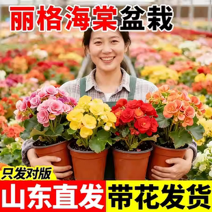 丽格海棠花带花苞开花不断重瓣大花盆栽室内阳台玫瑰玻璃海棠花卉