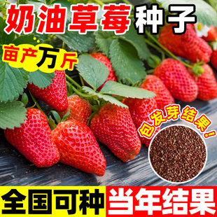 奶油草莓种子盆栽庭院室外阳台水果种孑四季结果红颜草莓种籽盆栽