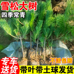 黑松树苗雪松白皮松小苗庭院园林工程绿化风景四季常青植物大树苗