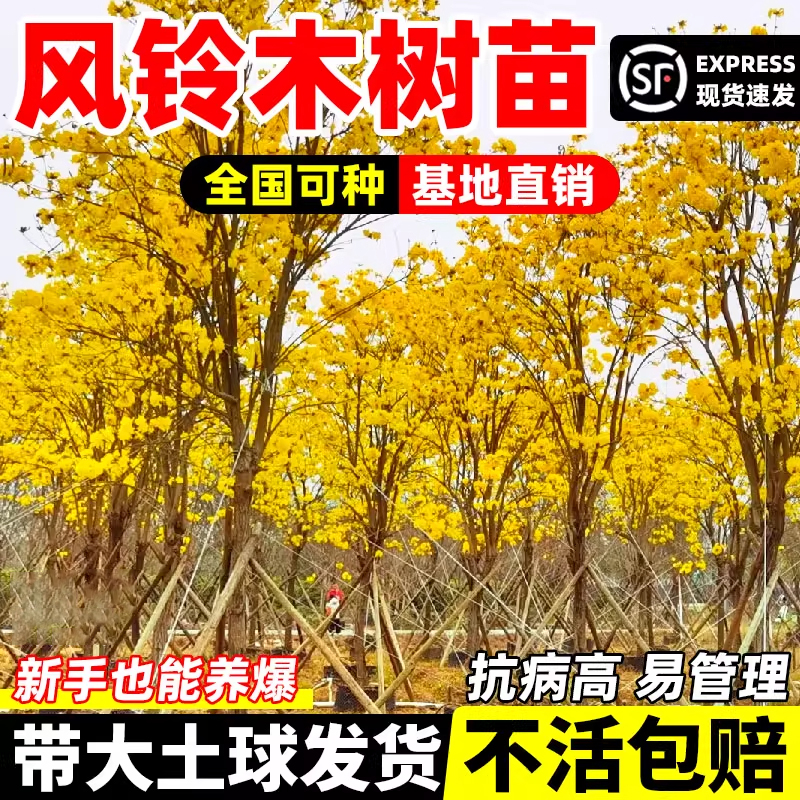 黄花风铃木树苗多花风铃树木小苗