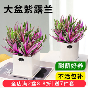 紫露兰盆栽办公室桌面好养绿植室内花卉胭脂红盆栽喜阳彩色小植物