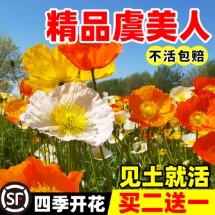 冰岛虞美人花籽南北方春夏播种好养开花庭院景观绿化花卉盆栽种子
