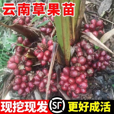 正宗云南草果苗可地栽盆栽现挖现