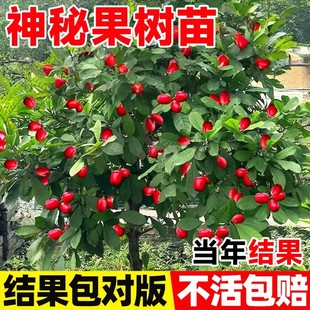 神秘果树果苗四季好养活阳台盆栽庭院地栽云南神秘果鲜果干变味果