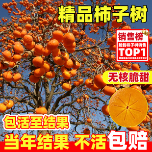 脆甜柿子苗树果苗庭院地栽盆栽无籽矮化硬柿子阳丰太秋活苗南北方