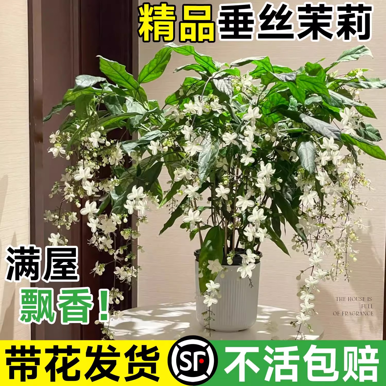 垂丝茉莉盆栽带花苞茉莉花老桩垂