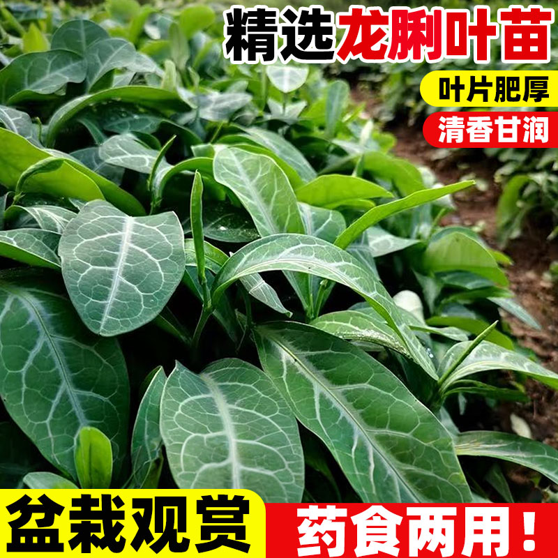 龙脷叶种苗盆栽煲汤料中药绿植