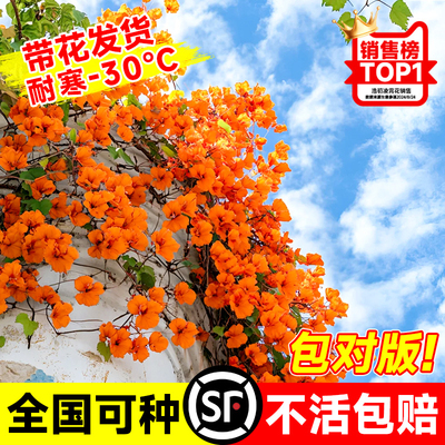凌霄花苗庭院阳台炮仗花